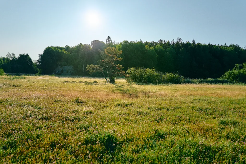 Vy över grönskande äng i Flemingsberg i solljus.