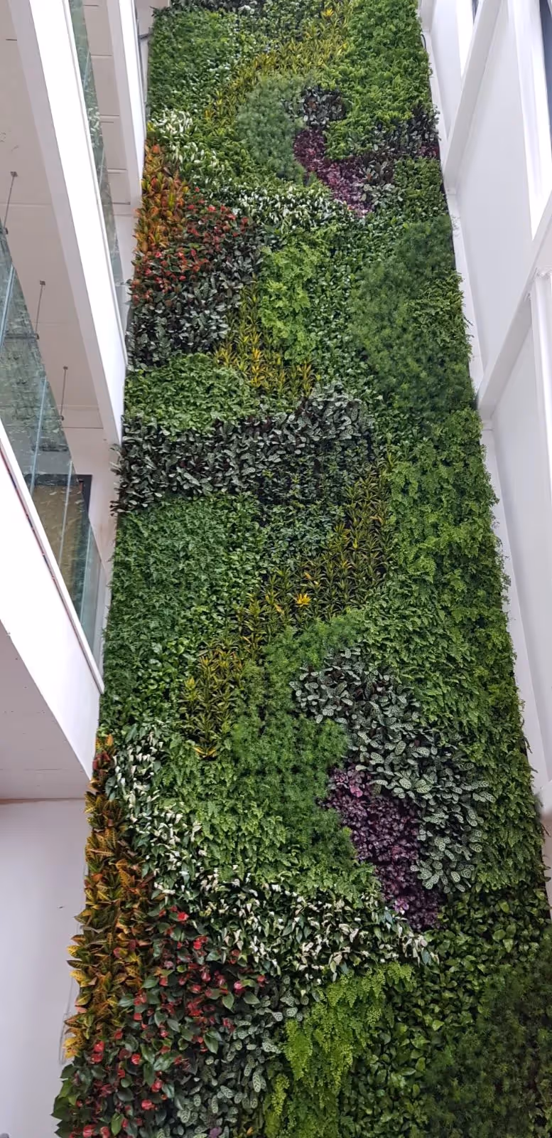 Viritopia used a ranging plant palette to create a living wall that is not only beautiful, but helps to regulate temperatures and aid air purification. 