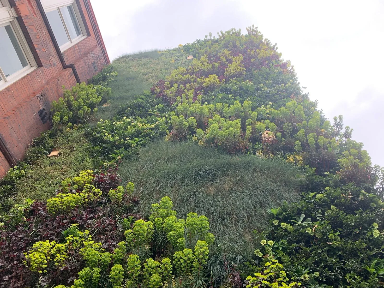 Exterior of Sutherland Building, Northumbria University. Covered in a living wall