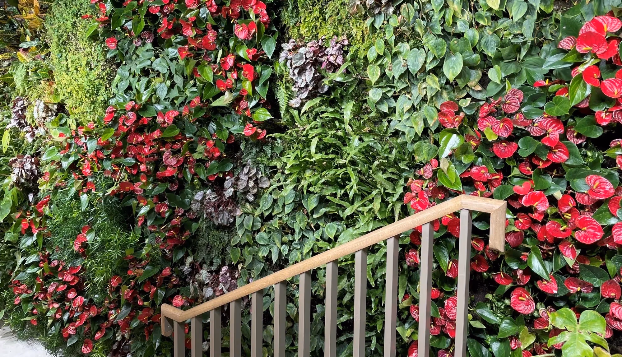 Colourful exterior living wall following alongside a set of stairs 