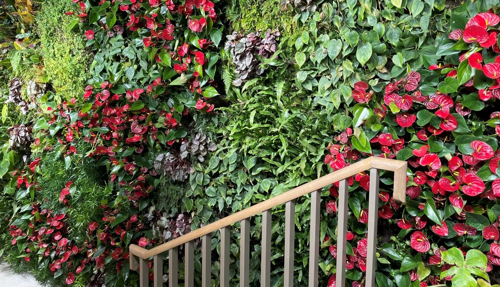 Colourful exterior living wall following alongside a set of stairs