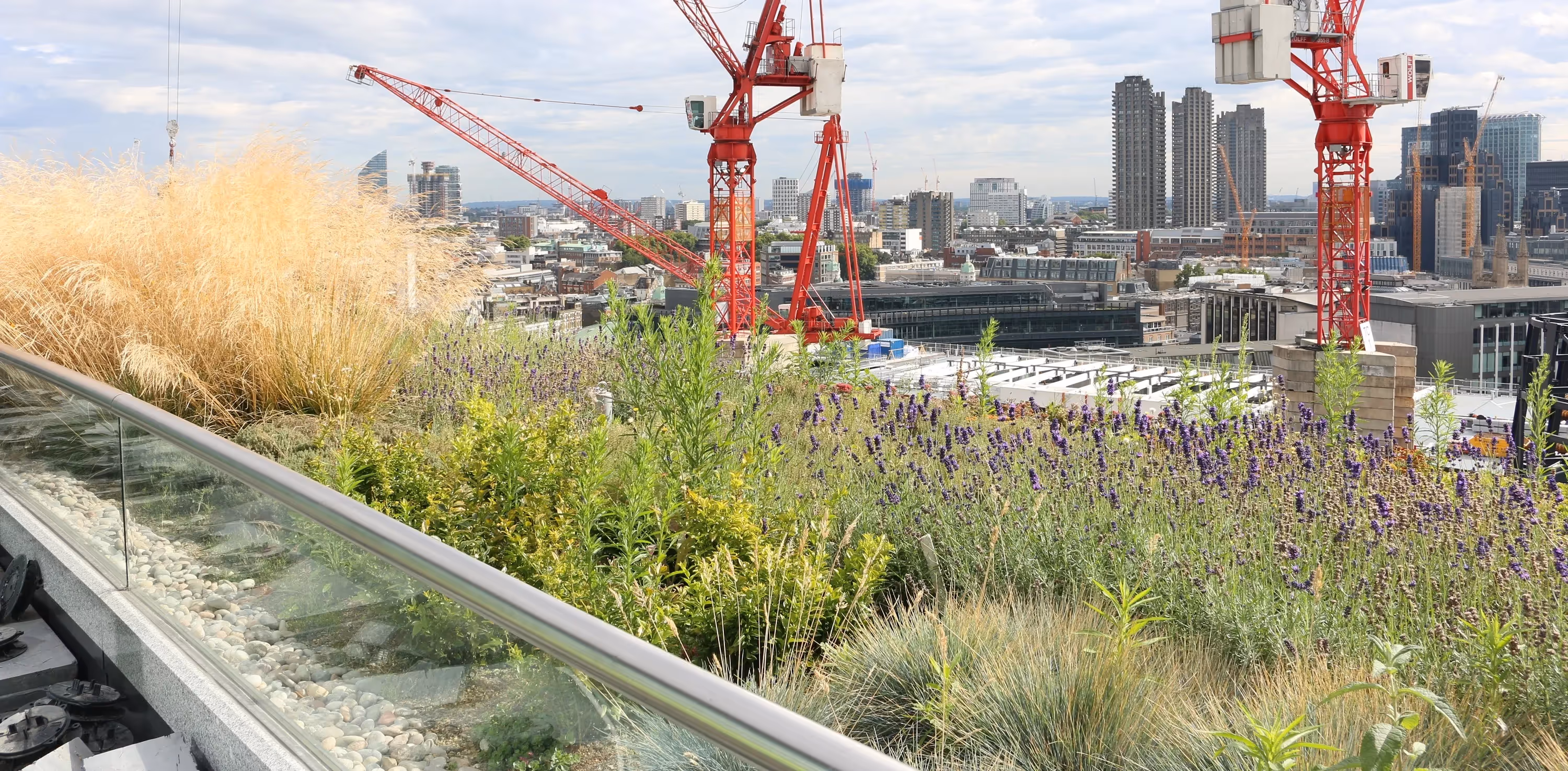Close up of grassy terraces on Deloitte’s London HQ's roof 