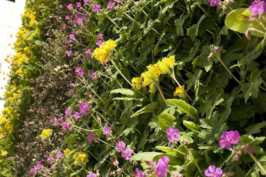 Close up of the flowers in the living wall in KIMS Hospital