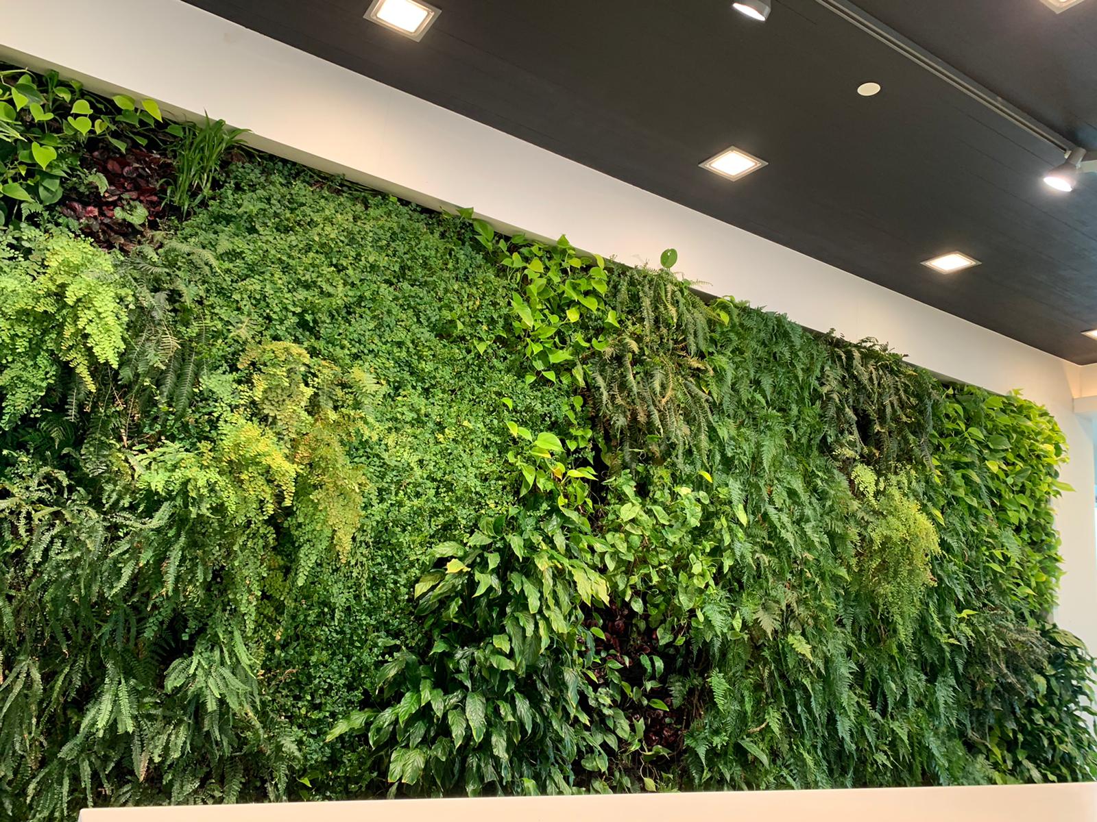 Lush green vertical garden wall with diverse plants and ferns