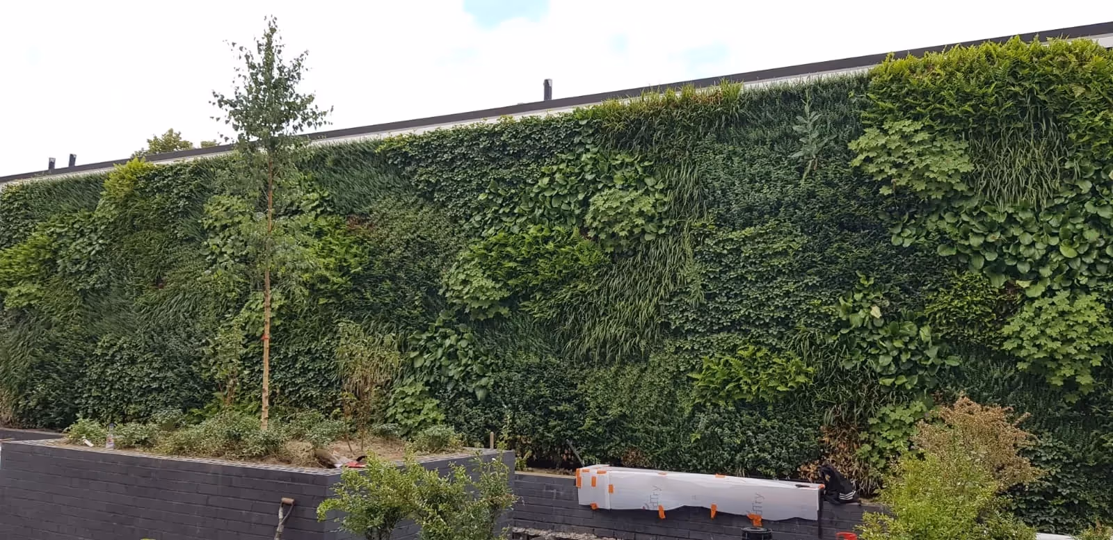 Close up of living wall in Lyons Place, with brick wall below