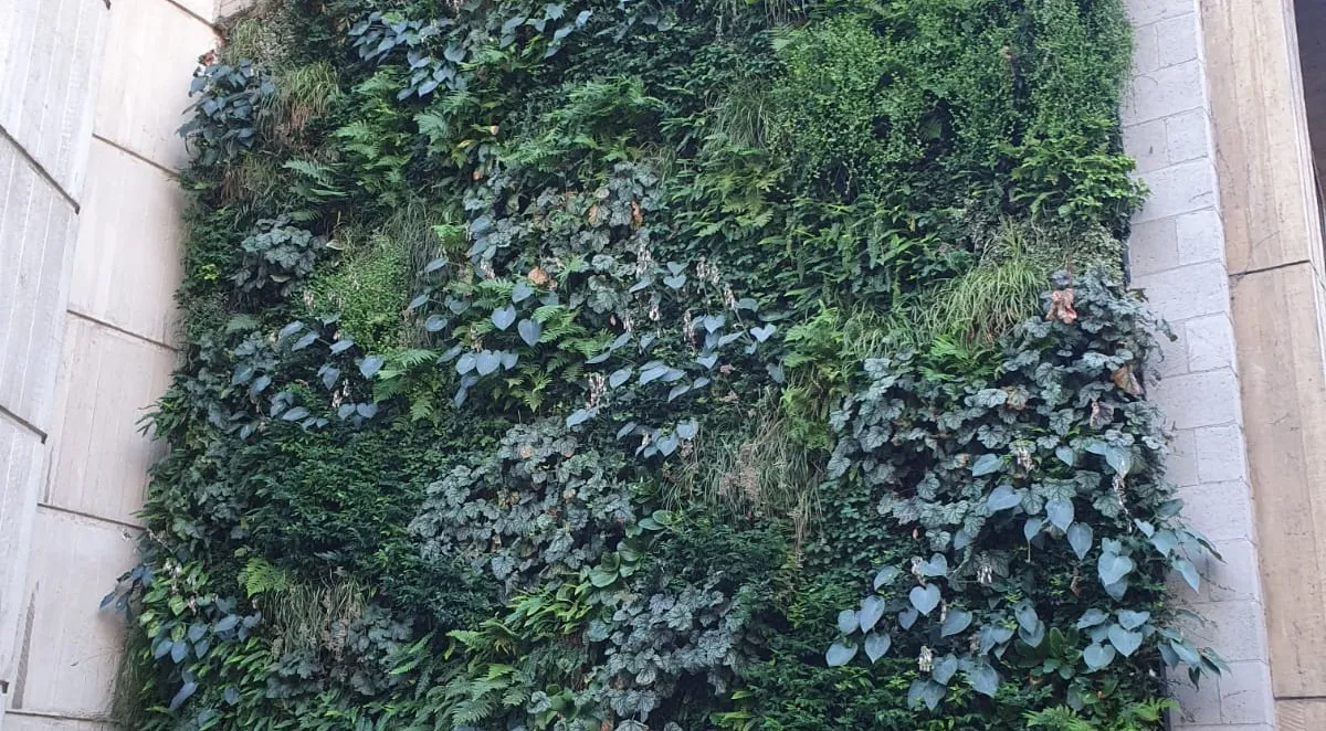 Close up of the exterior living wall on St Edmund's Hall's campus