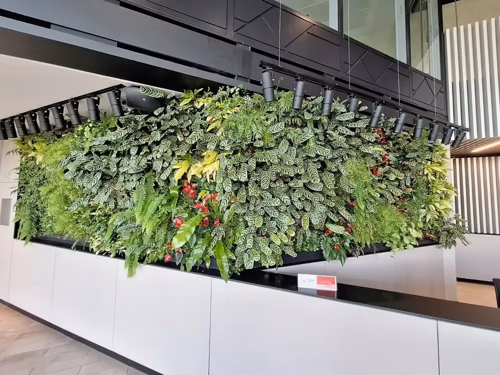 This piece of interior planting is angled around the wall, which our modular system is perfect for as it allows us to work on curved surfaces. 