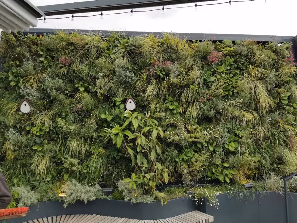 Close up of exterior living wall at Oxford House, with a few bird boxes throughout