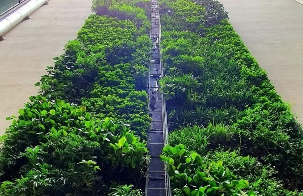 Exterior living wall up the side of Howick Place offices