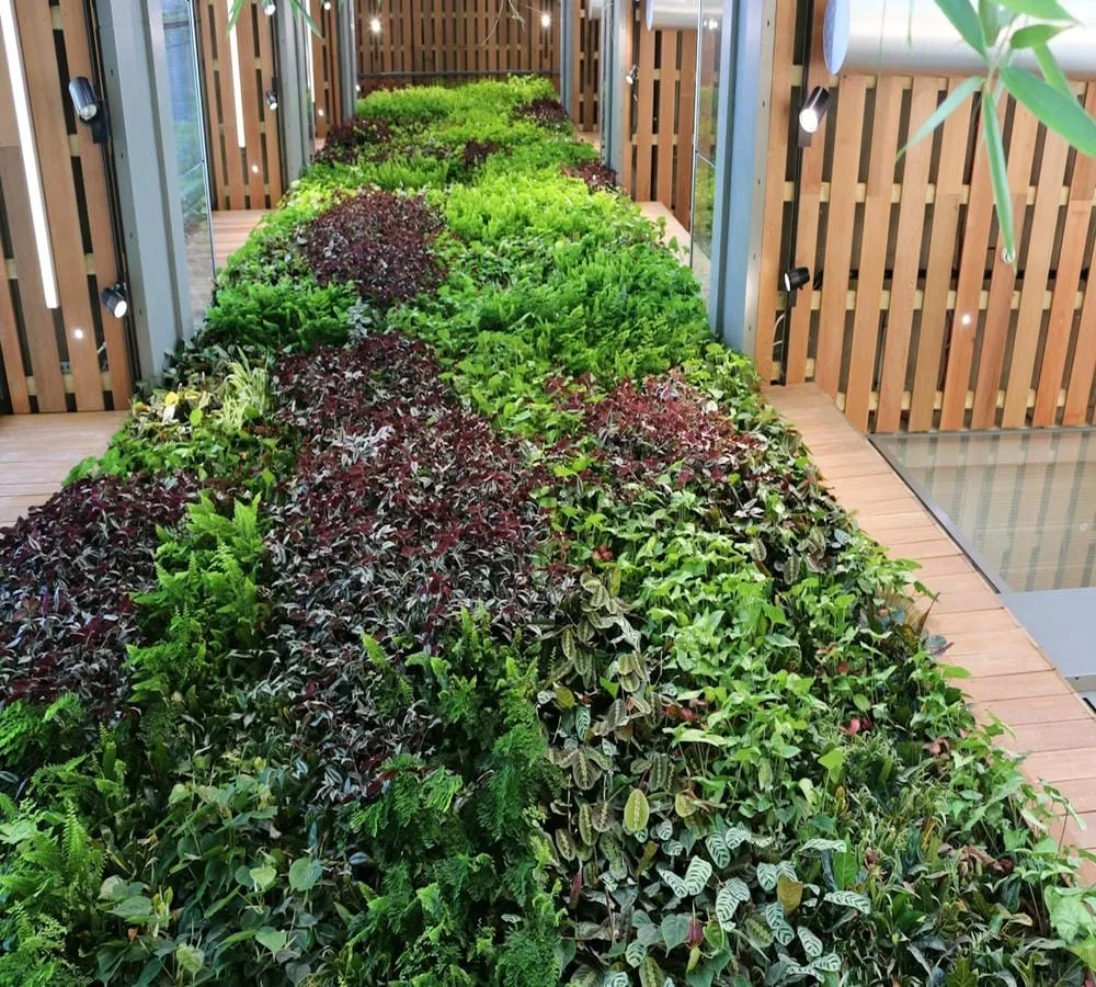 Interior living wall in Great Western Quarter