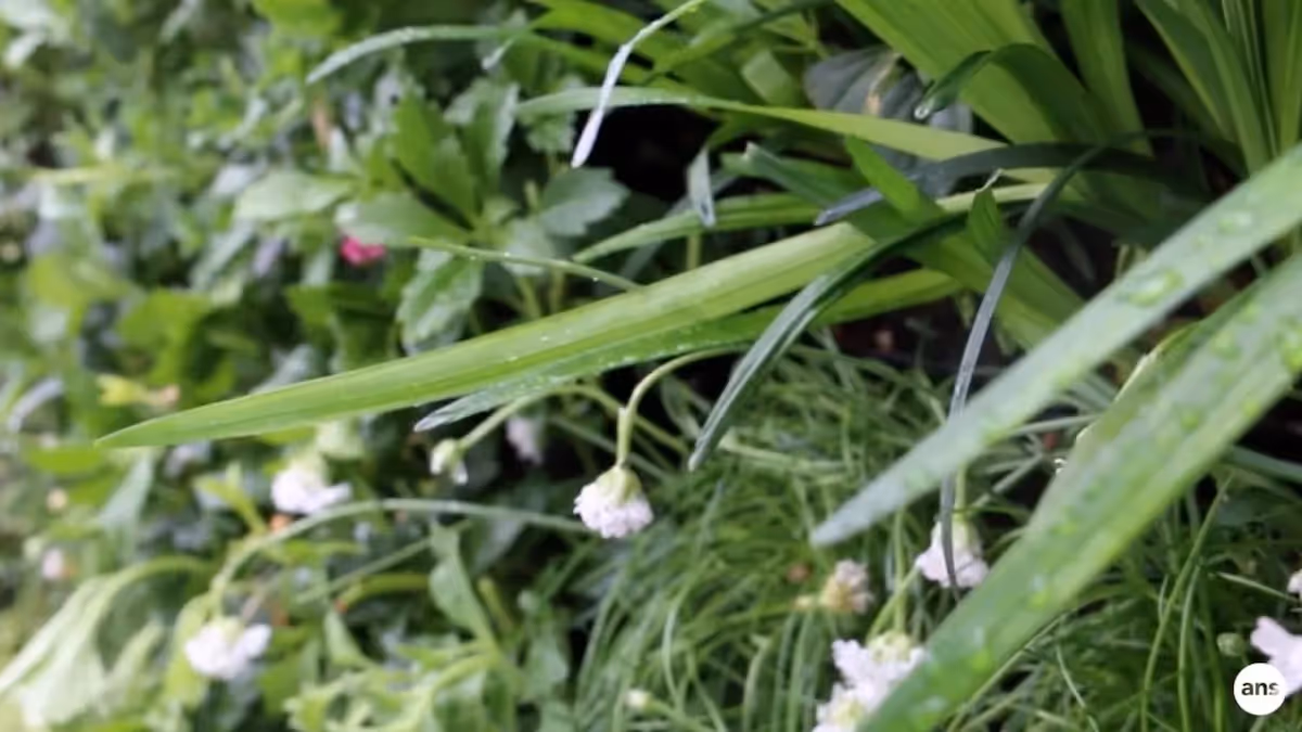 Close up of grass and flowers 