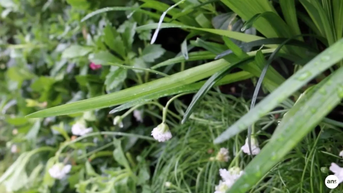 Close up of grass and flowers 