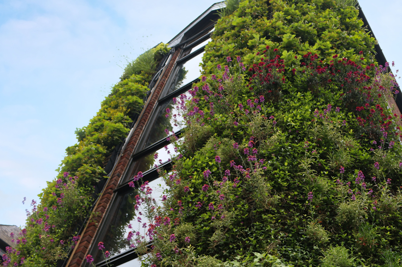 Living wall covered in green plants and pink flowers on modern building