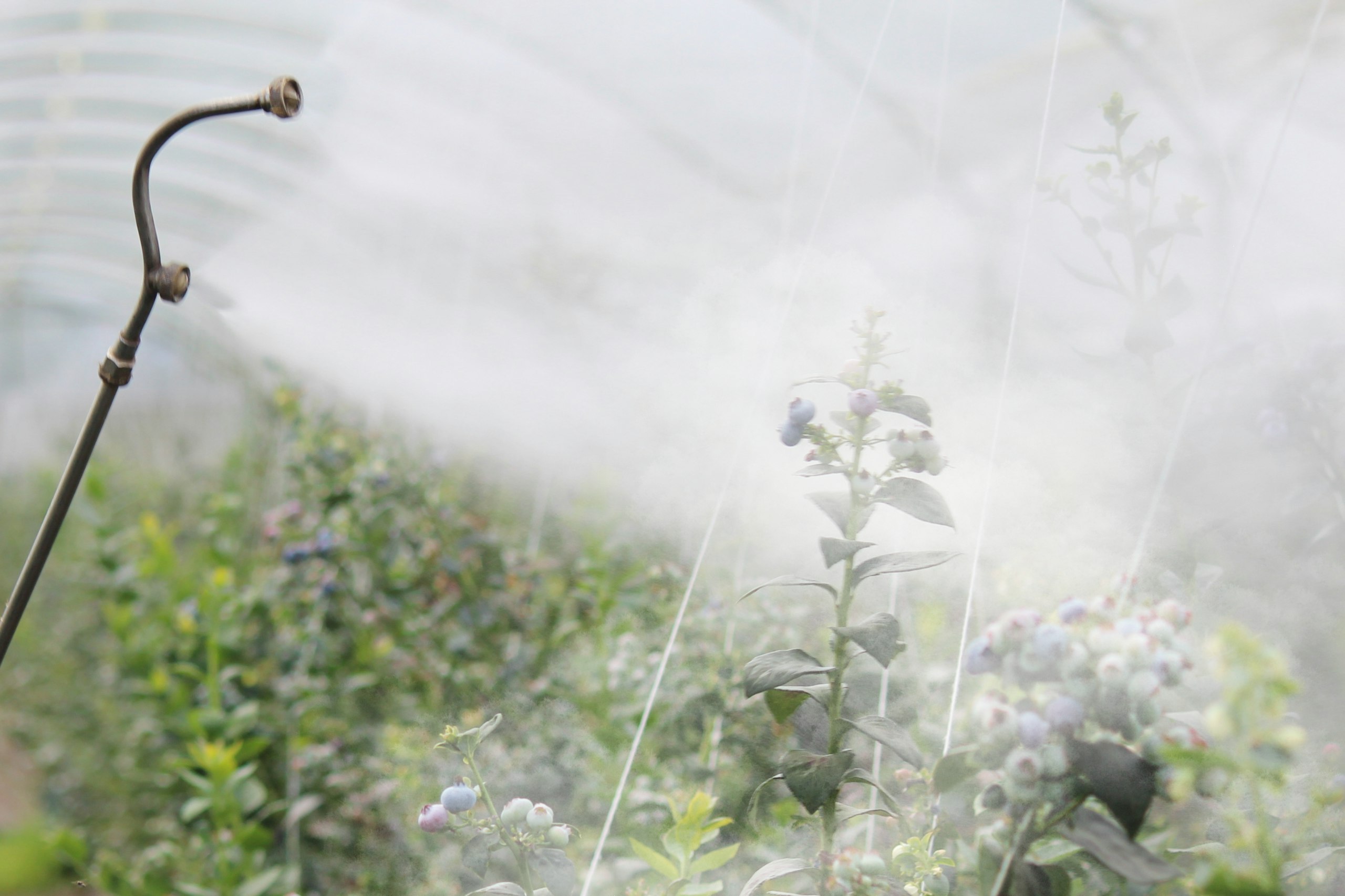 Misty greenhouse with living wall of blueberry plants and irrigation pipe