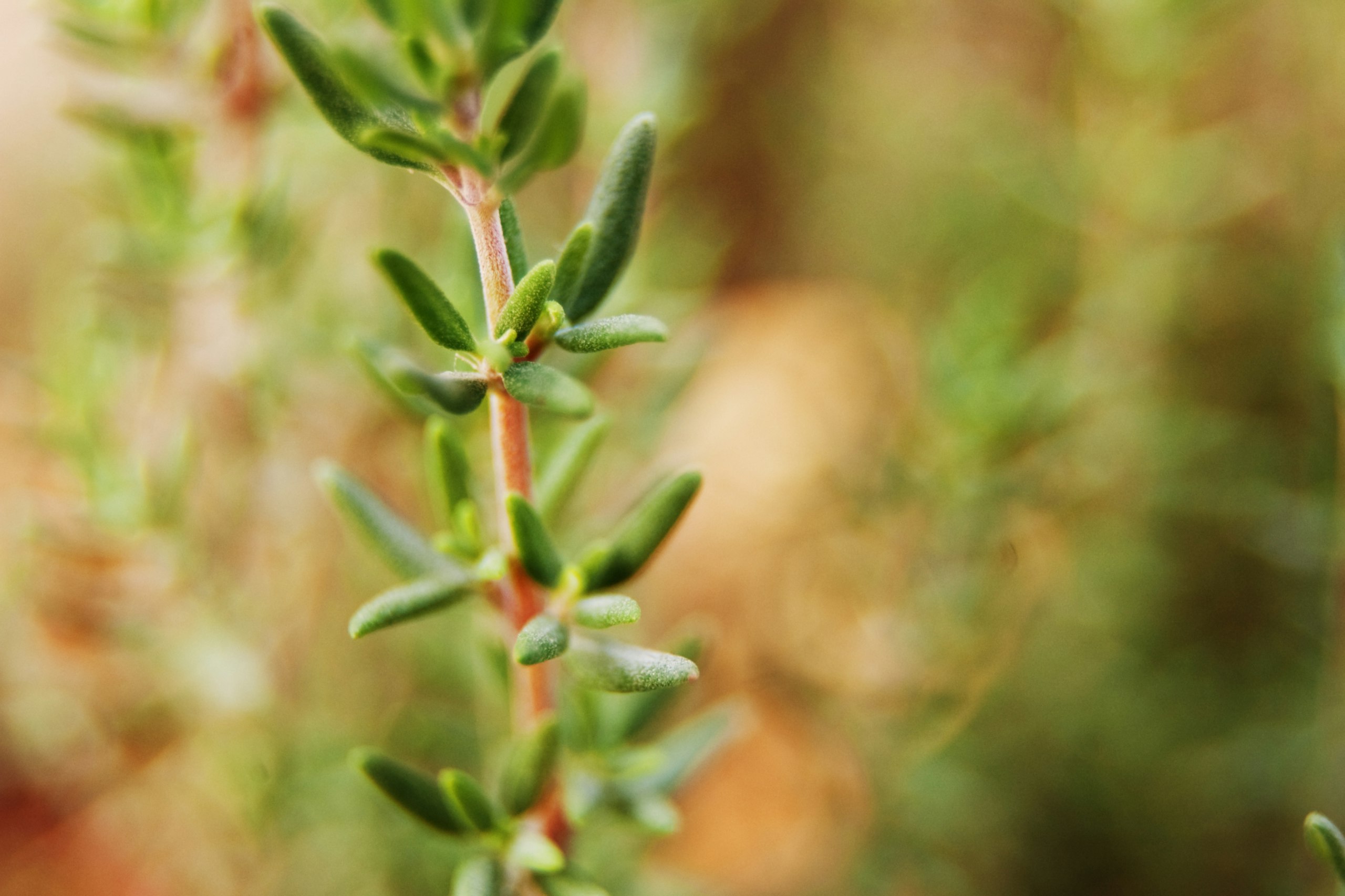Living rosemary sprigs growing against soft wall-like blurred background
