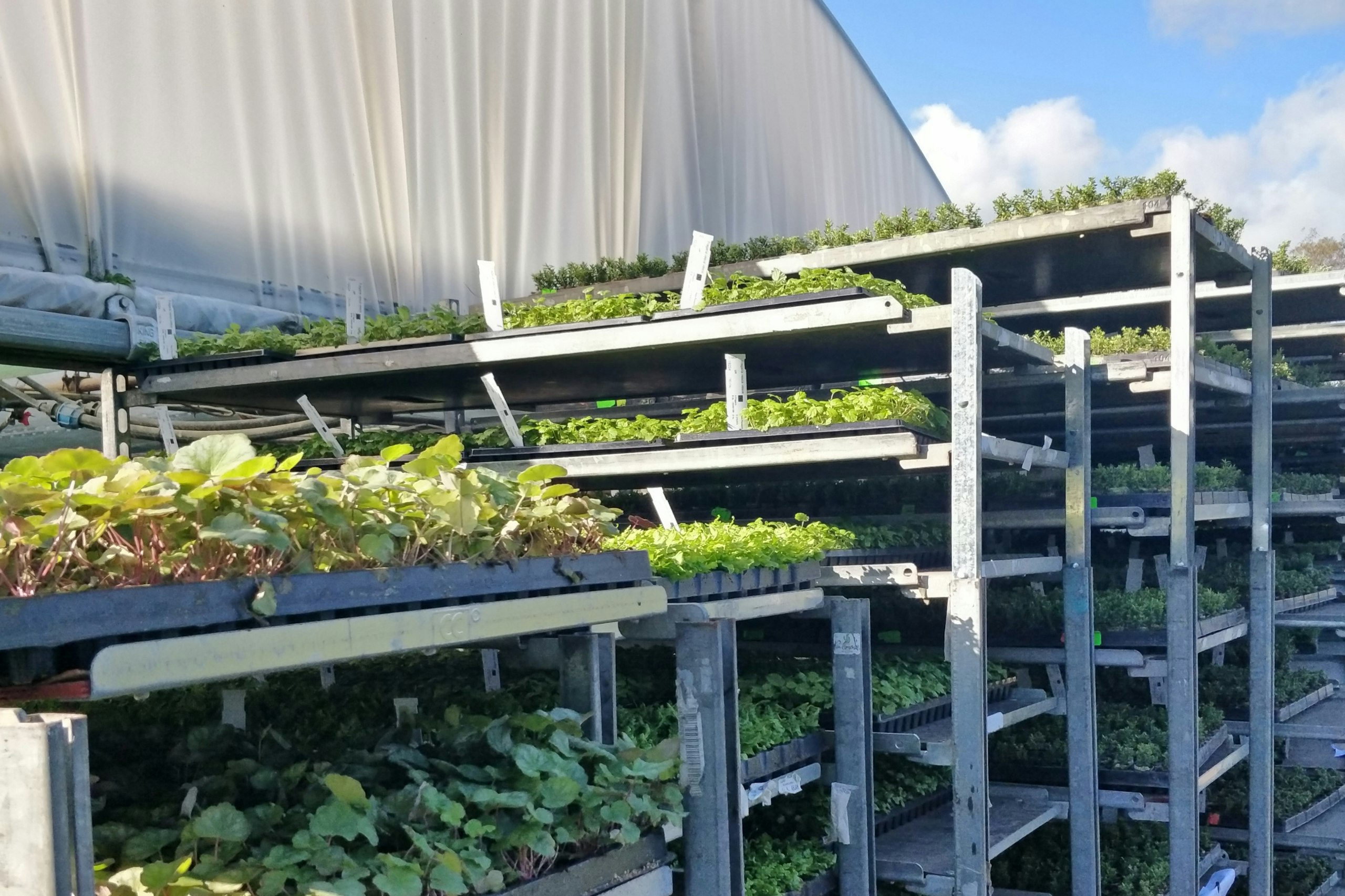 Living wall of green plants growing on industrial shelving near metal wall