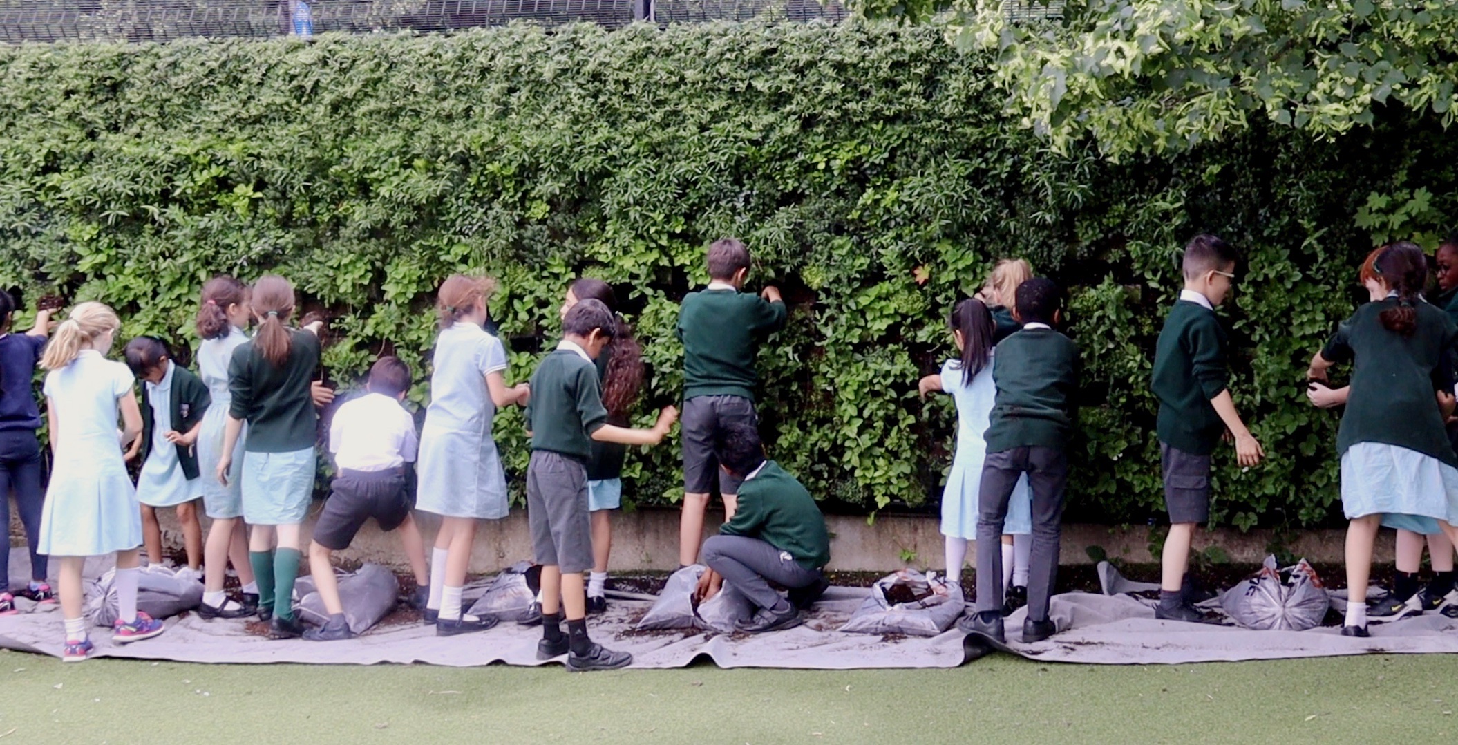 Students explore living wall, crouching and investigating nature closely