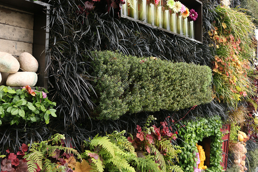 Lush living wall with diverse plants, ferns, and decorative stones