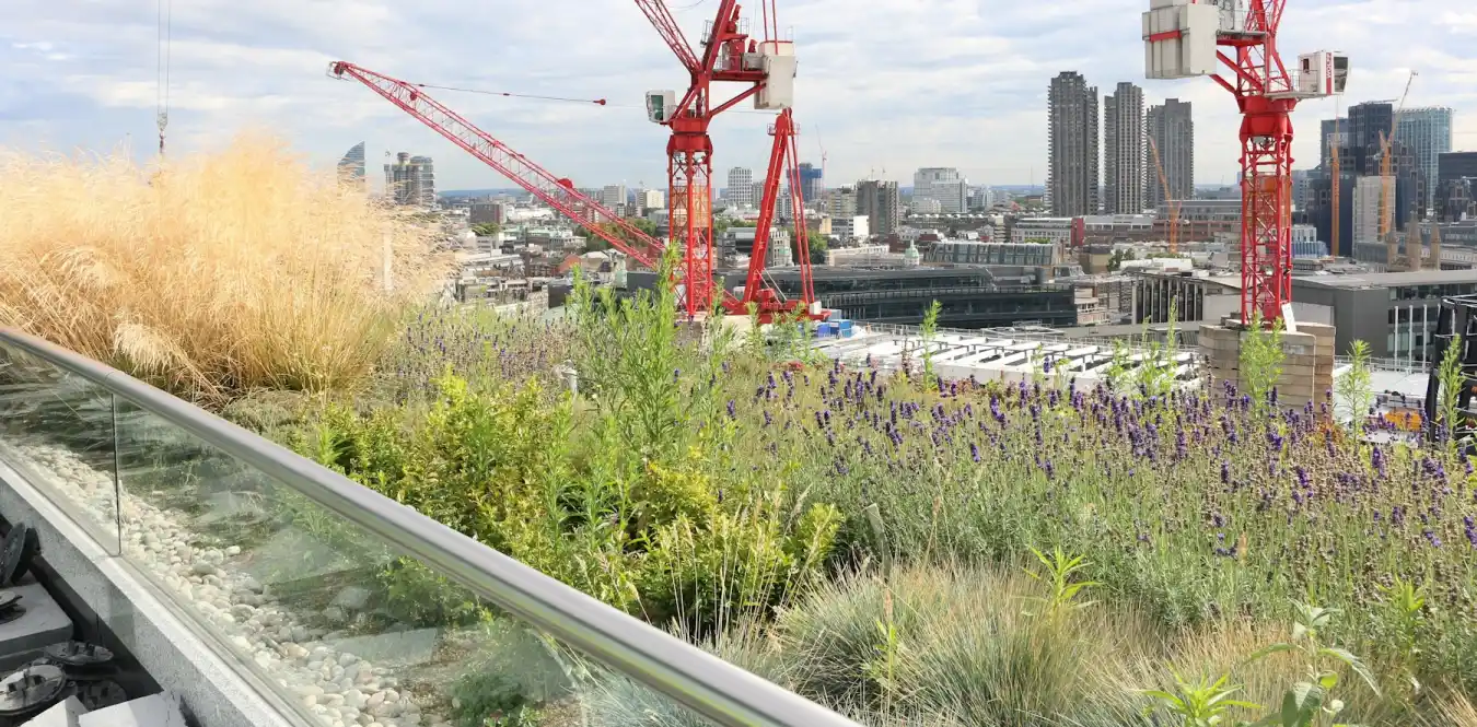 Living wall with lavender and grass overlooking urban construction site