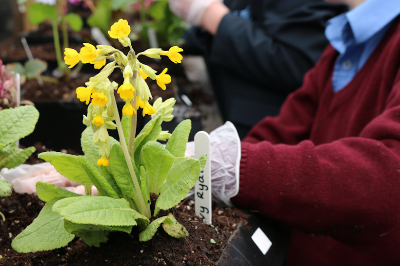 Yellow cowslip blooming in living wall garden with gardener planting nearby