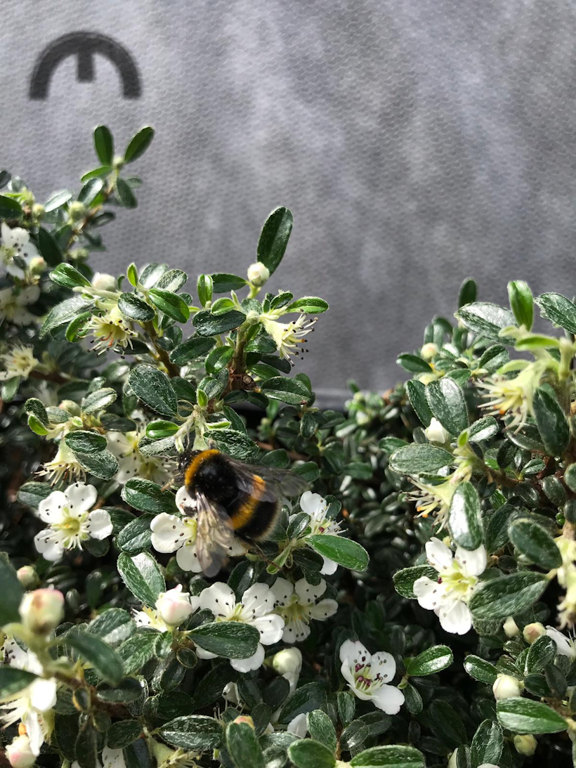 Buzzing bumblebee on living wall of white-flowered shrub