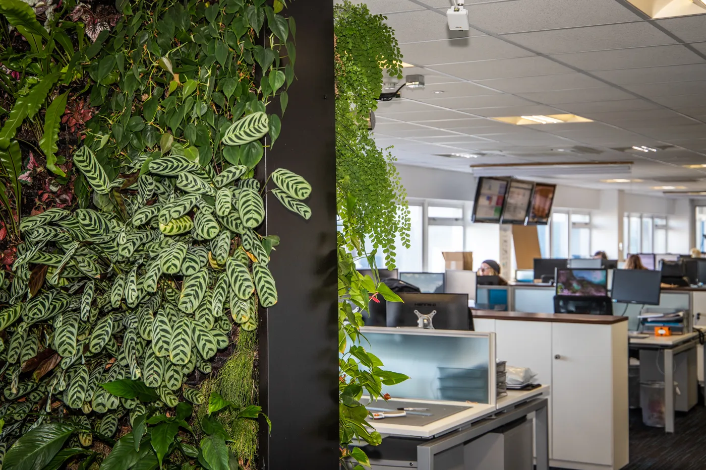 Lush green living wall divides modern office workspace with plants