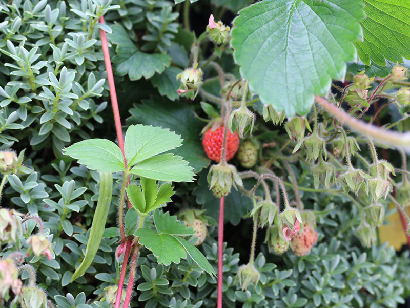 Living strawberry plant growing against a textured green wall of leaves