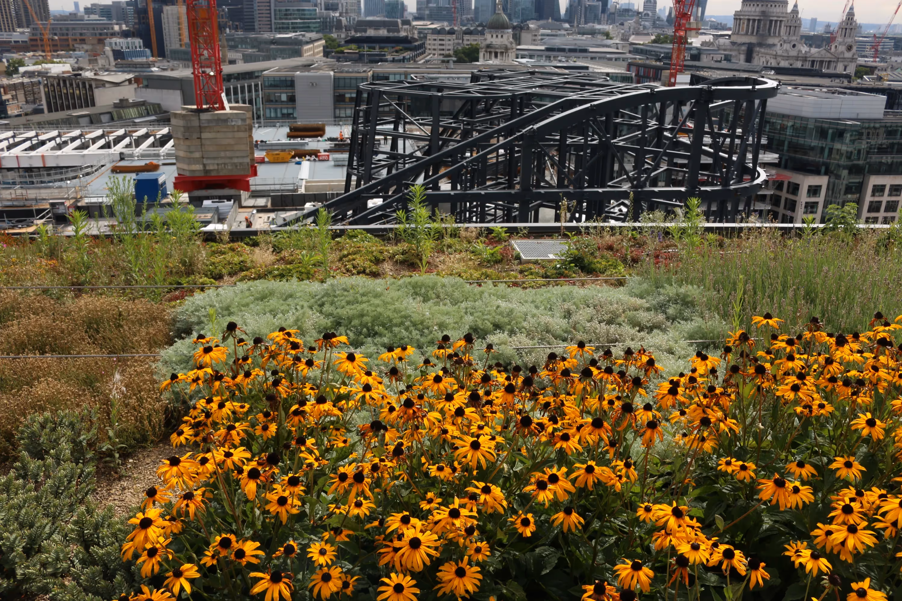 Vibrant yellow flowers on London rooftop garden with city skyline background