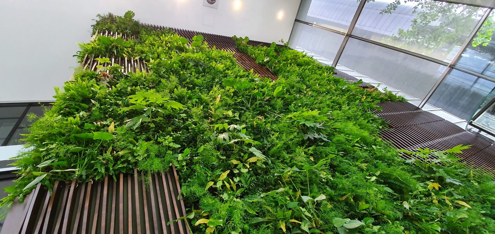 Lush vertical garden with diverse green plants inside modern glass building