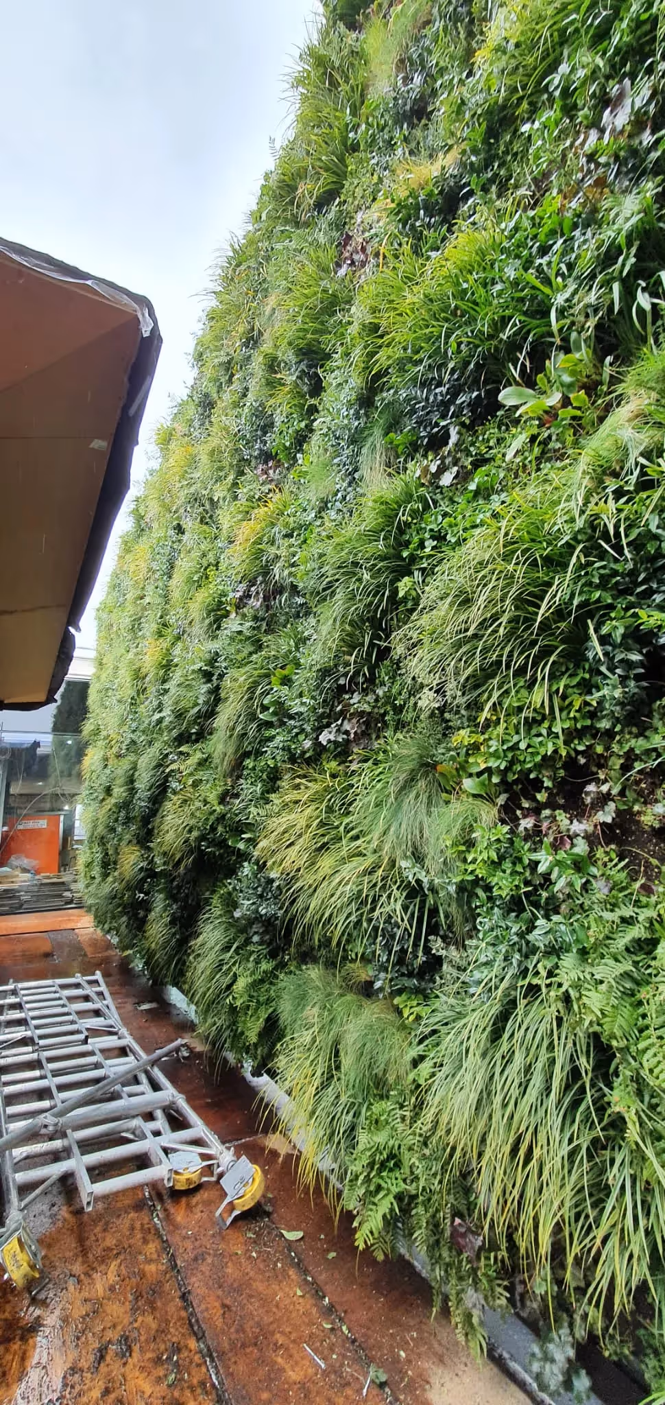 Lush vertical garden wall with diverse green plants and foliage