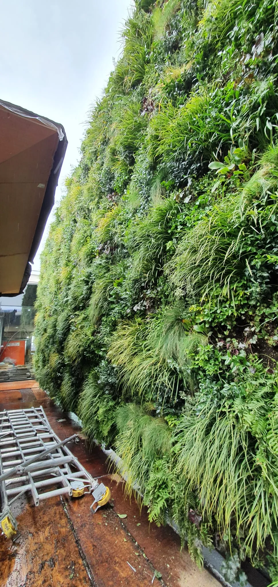 Lush vertical garden wall with diverse green plants and foliage