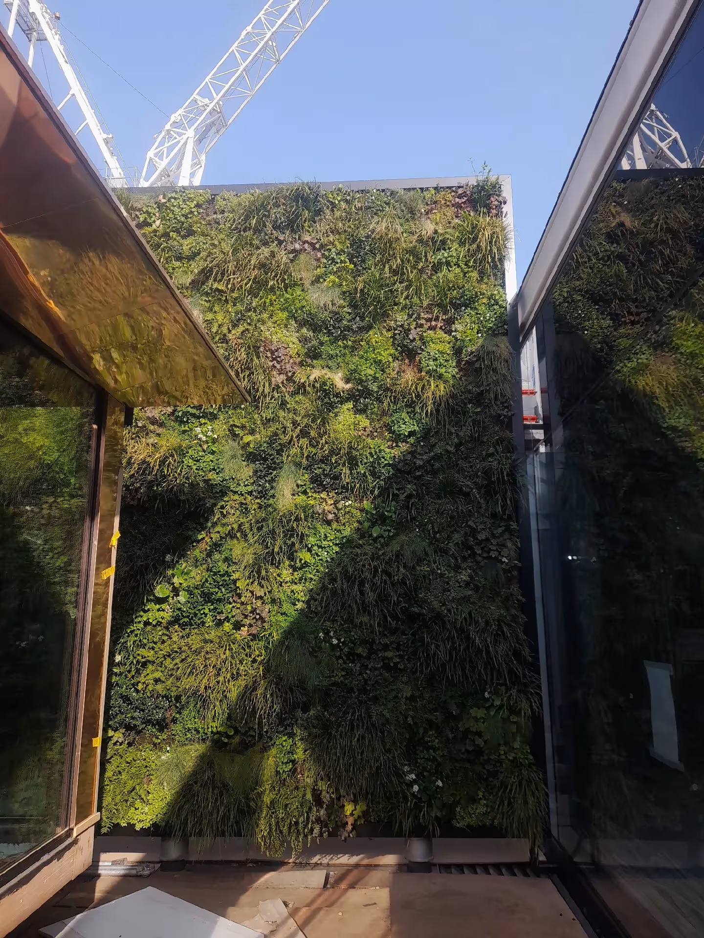 Lush vertical garden wall between glass windows with crane in background