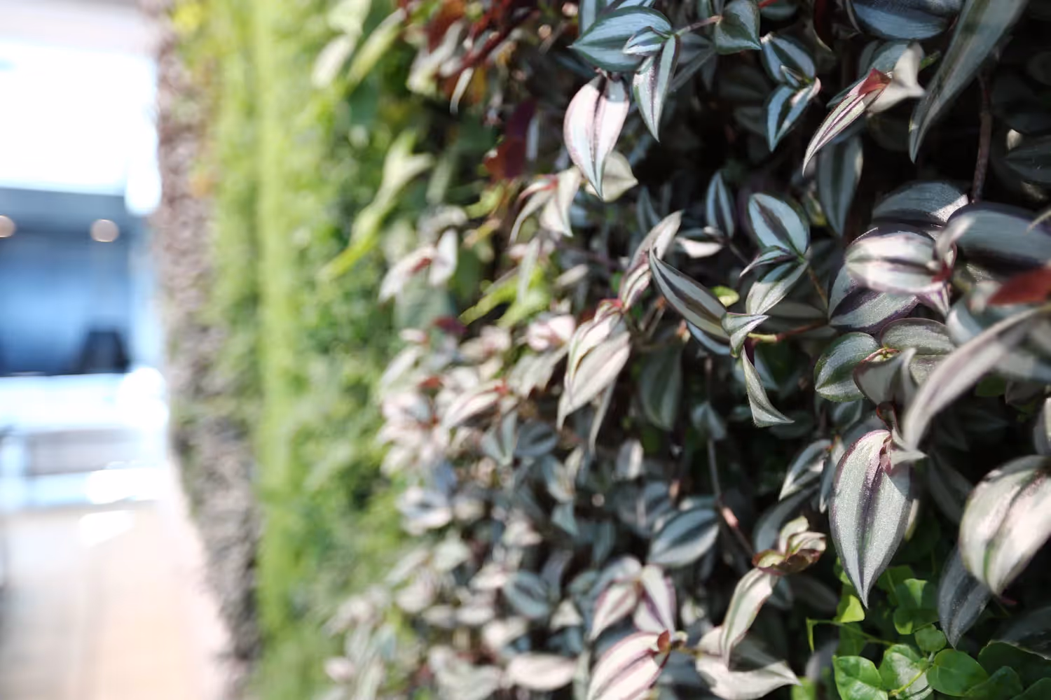 Dense green and purple-tinged plant leaves close-up in sunlight