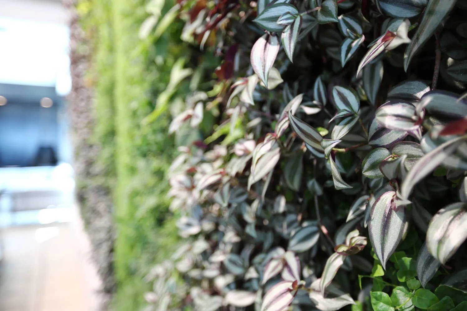 Dense green and purple-tinged plant leaves close-up in sunlight
