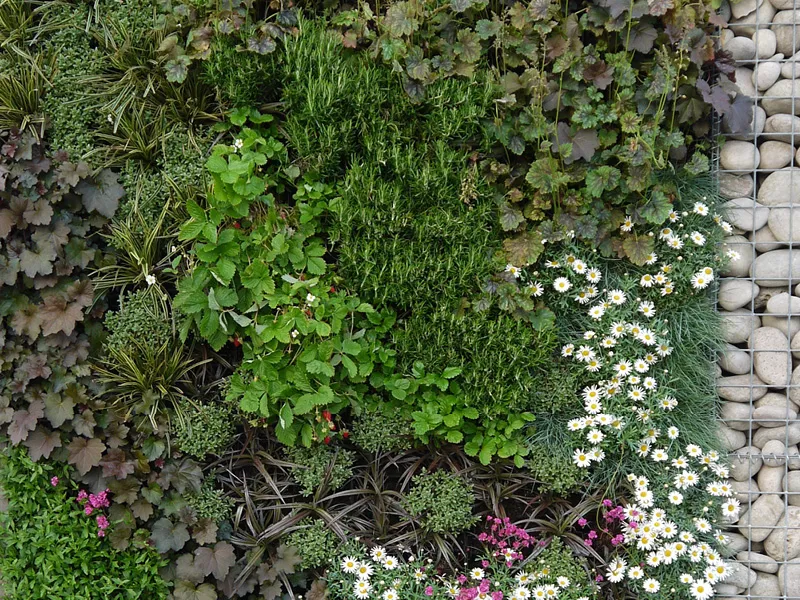 Vertical garden with diverse green plants, white daisies, and pink flowers
