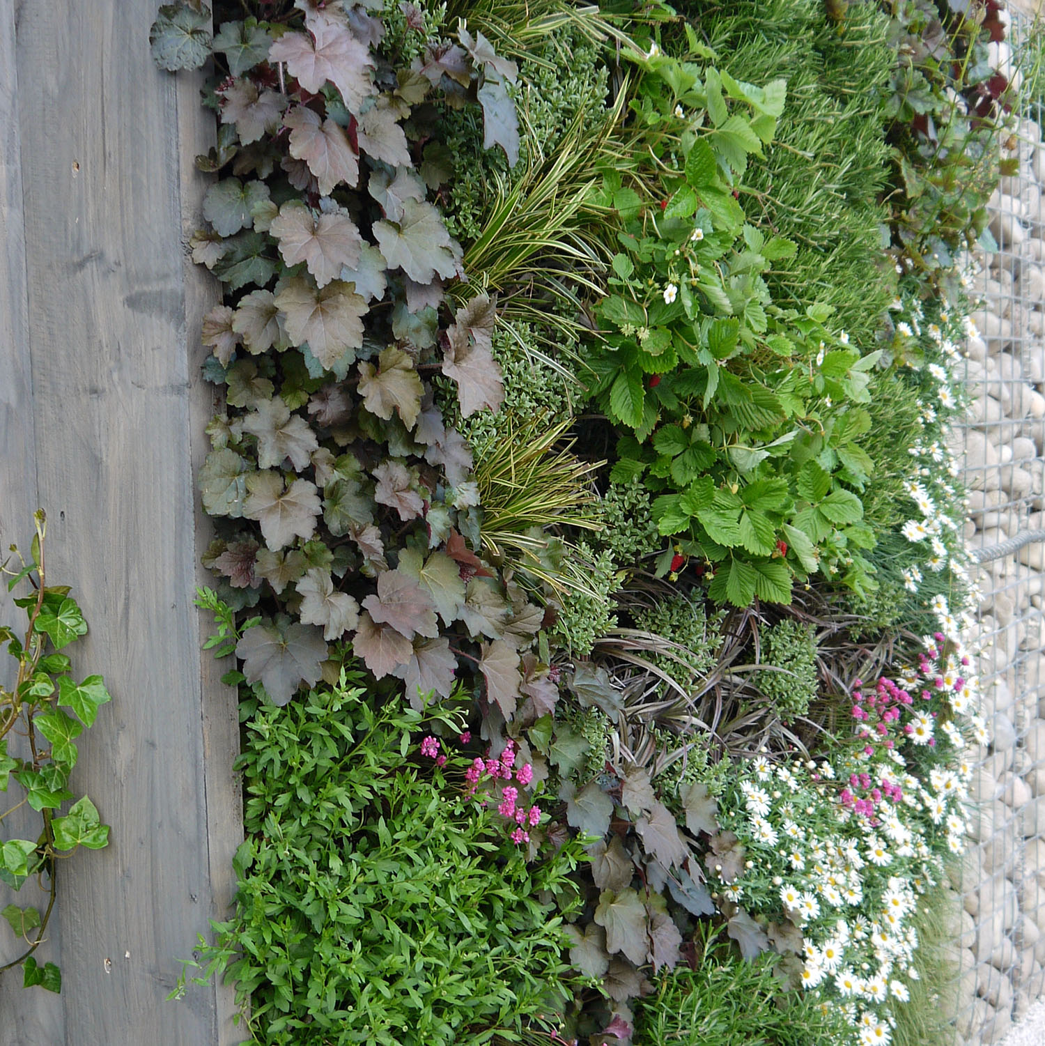 Vertical garden with diverse plants, leaves, daisies, and pink flowers