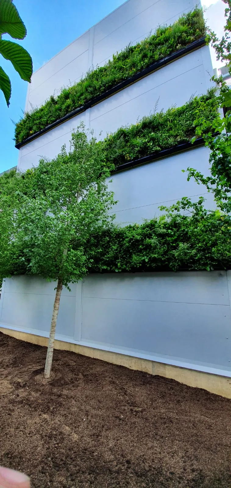 Green vertical garden on white building with planted tree in foreground