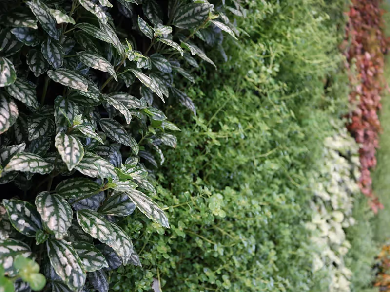 Variegated leaves with green and white patterns in a lush garden hedge