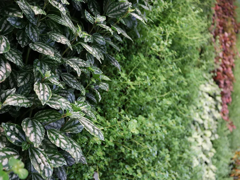 Variegated leaves with green and white patterns in a lush garden hedge