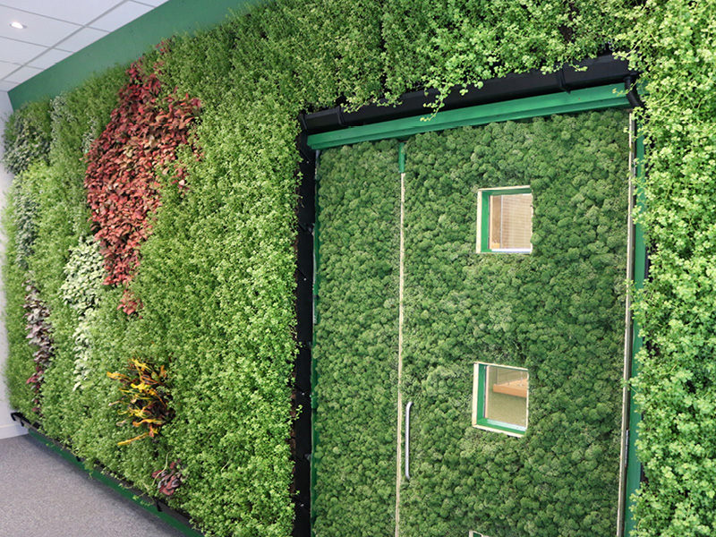 Green living wall with windows and diverse plant textures and colors