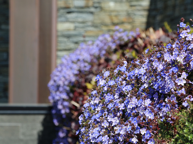 Blue forget-me-not flowers blooming densely near stone wall and window