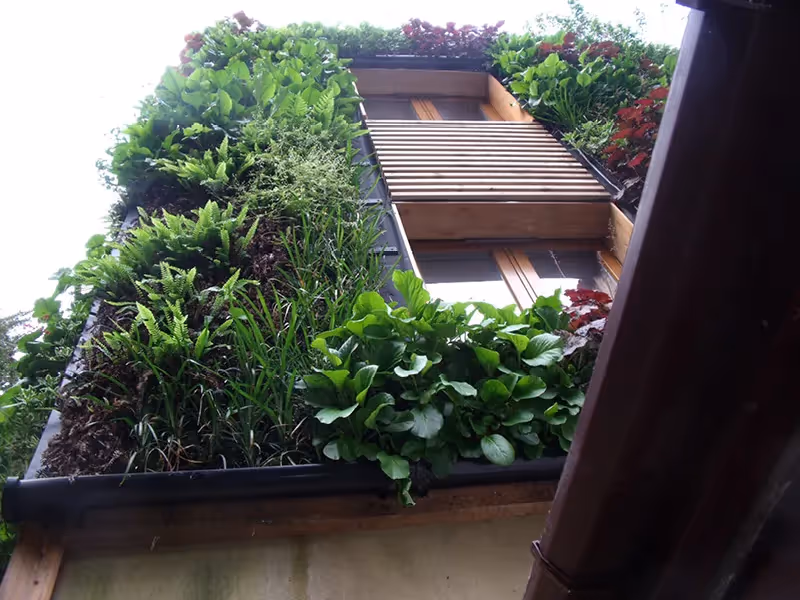 Lush green rooftop garden with various plants surrounding wooden window