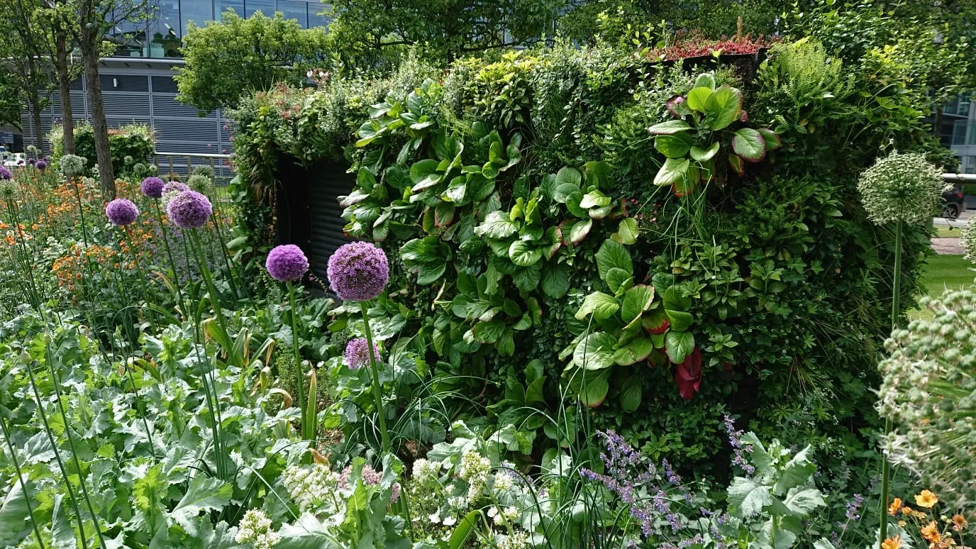 Lush garden with purple allium flowers, green plants, and modern building backdrop