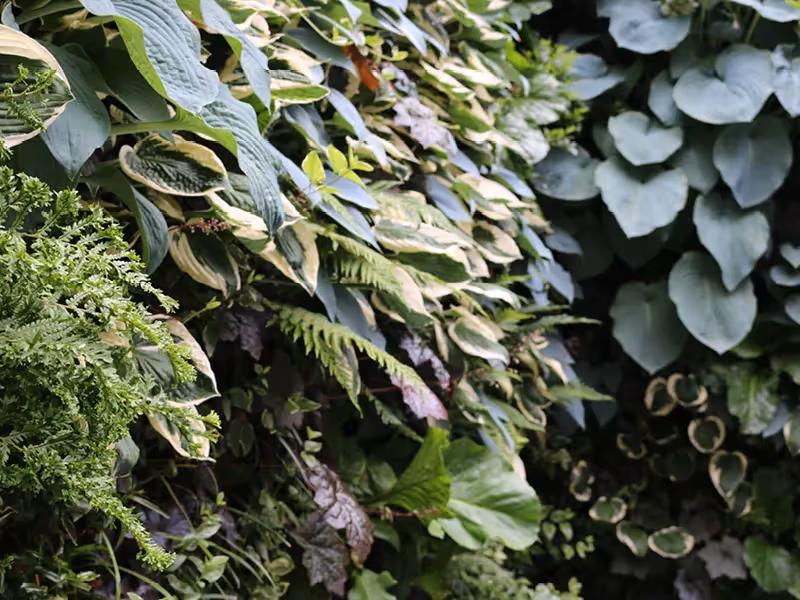 Lush garden with varied green leaves, ferns, and textured foliage