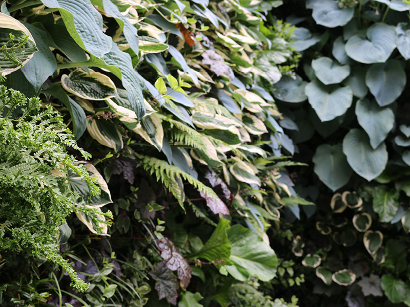 Lush garden with varied green leaves, ferns, and textured foliage