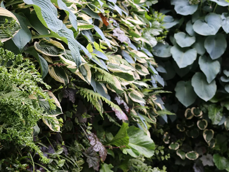 Lush garden with varied green leaves, ferns, and textured foliage