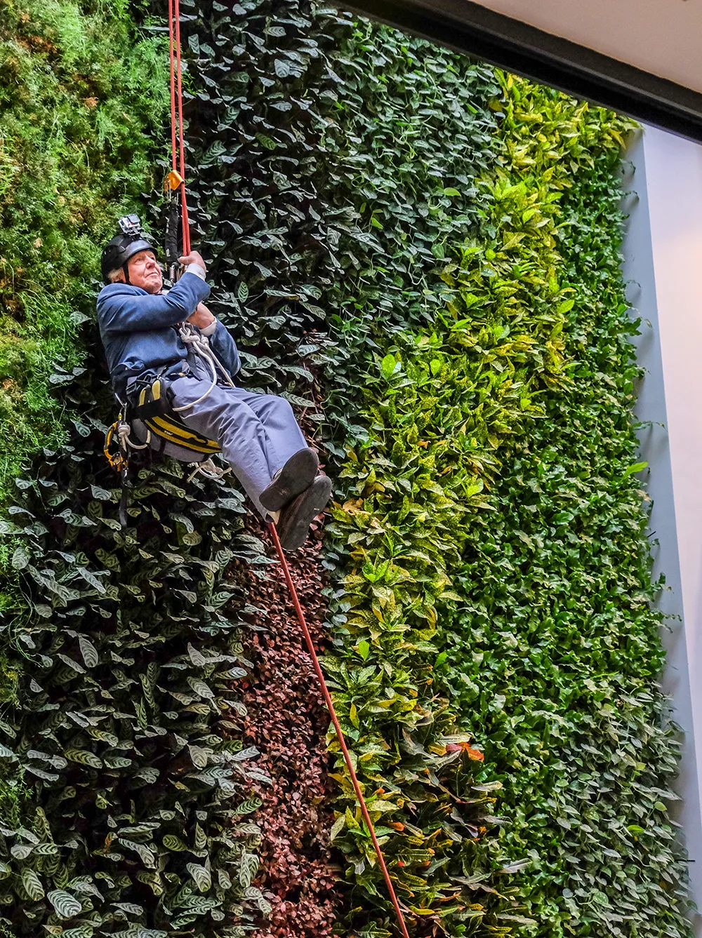 David Attenborough rappelling down a lush green living wall with safety equipment