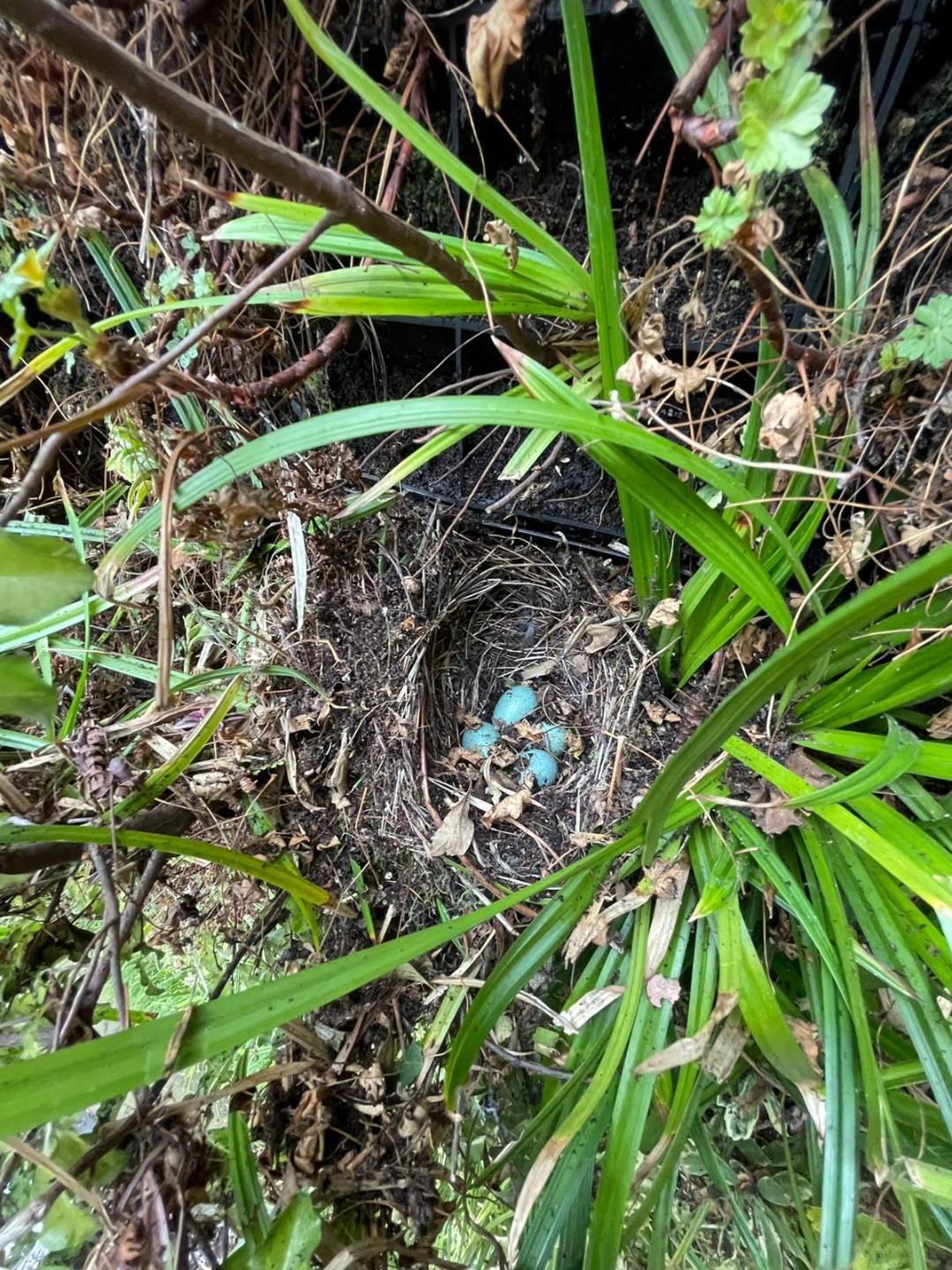 Blue robin eggs nestled in grassy, hidden ground nest among green leaves