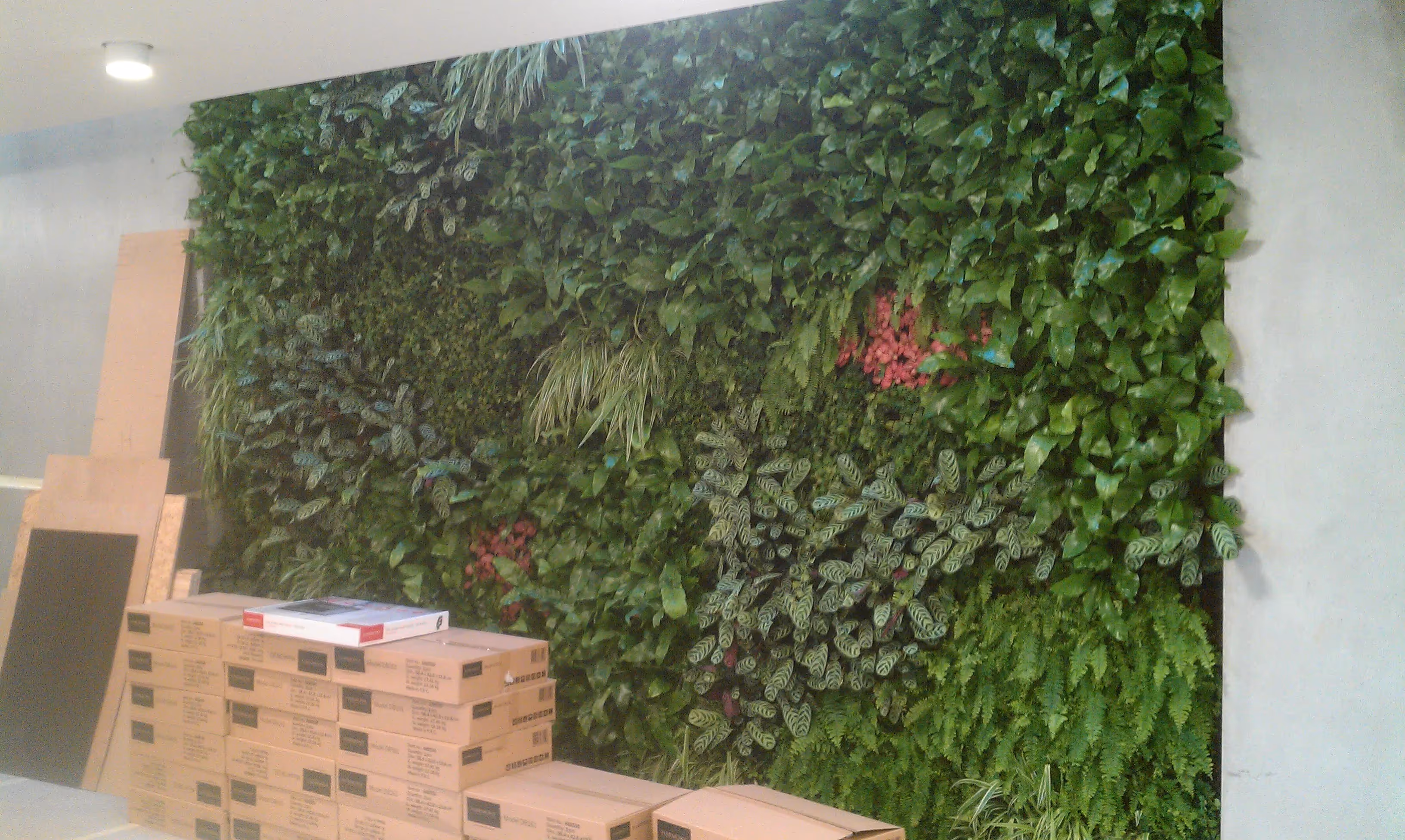 Lush green vertical garden wall with varied plants and cardboard boxes