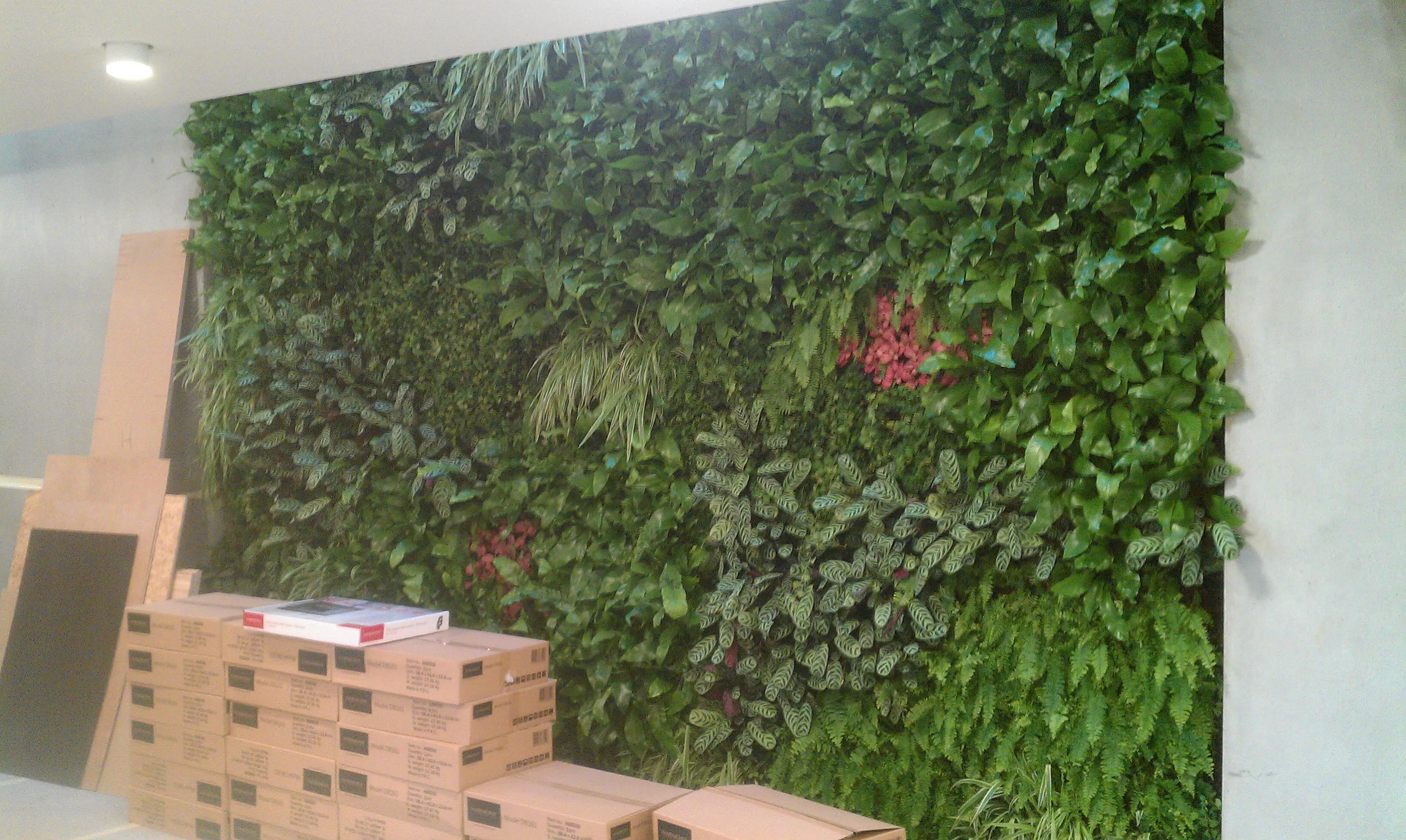 Lush green vertical garden wall with varied plants and cardboard boxes